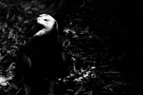 Портреты орлов чёрно-белых животных — стоковое фото