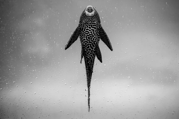 Ancistrus 물고기 흑백 동물 초상화 — 스톡 사진