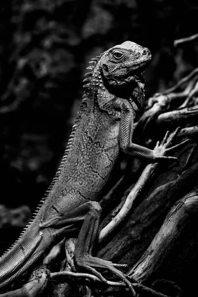 Iguana - iguana verde retratos de animais pretos e brancos — Fotografia de Stock