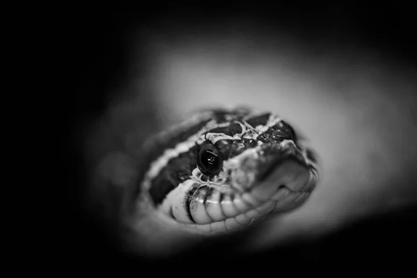 Serpent animaux noirs et blancs portraits — Photo