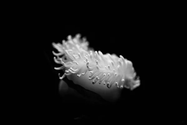 Морський анемона - чорно-білий портрет тварин — стокове фото