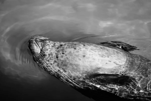 seal black and white animals portraits