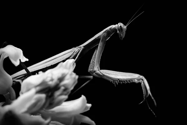 Praying mantis black and white animals portraits — Stock Photo, Image