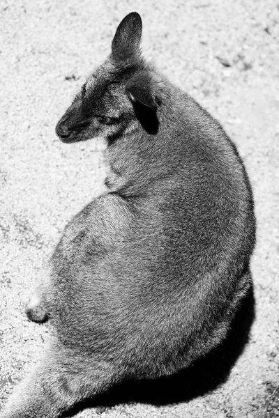 kangaroo black and white animals portraits