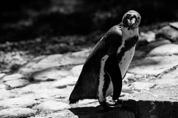 Pinguïn zwart-wit dieren portretten — Stockfoto