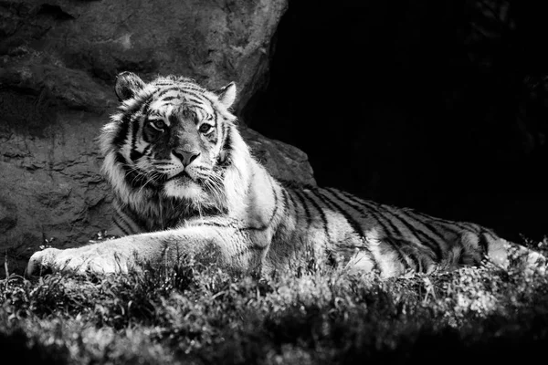 Σιβηρική τίγρη μαύρο και άσπρο ζώα πορτρέτα — Φωτογραφία Αρχείου