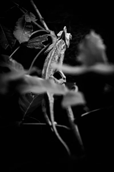 veiled chameleon black and white animals portraits