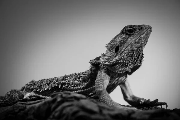 Pogona - dragão barbudo oriental retratos de animais pretos e brancos — Fotografia de Stock