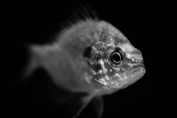 Peixes preto e branco animais retratos — Fotografia de Stock