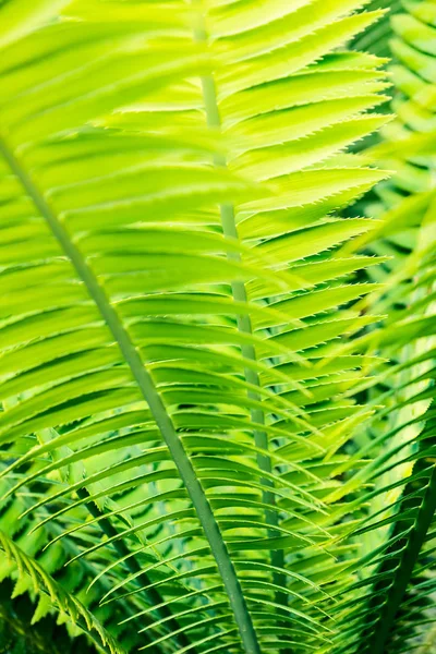 Folhas de palma tropical fechar — Fotografia de Stock