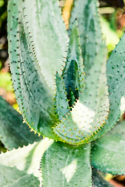 Aloe ferox planta suculenta xanthorrhoeaceae fundos botânicos — Fotografia de Stock