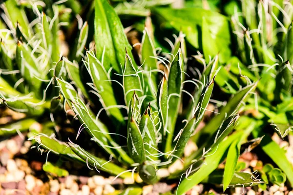 Agave filifera asparagaceae - botanische beckgrounds — Stockfoto