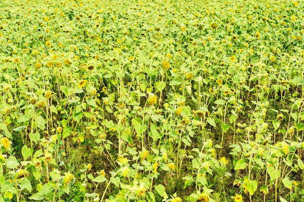 Ner solrosor fält botaniska bakgrunder — Stockfoto