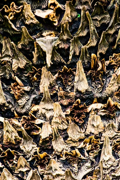 kabuk botanik arka planlar palmiye