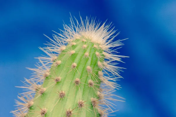 Sukkulente Pflanze Auf Blauem Hintergrund — Stockfoto