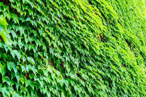 ivy foliage on wall