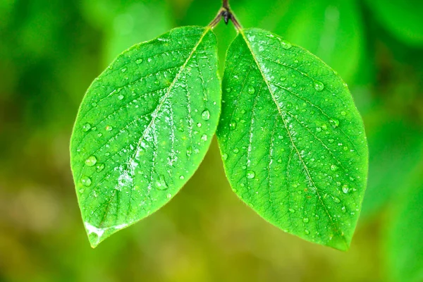 Folhas Molhadas Primavera Conceito Ambientalmente Amigável — Fotografia de Stock