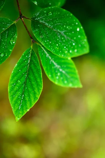 Hojas Húmedas Primavera Concepto Ecológico —  Fotos de Stock