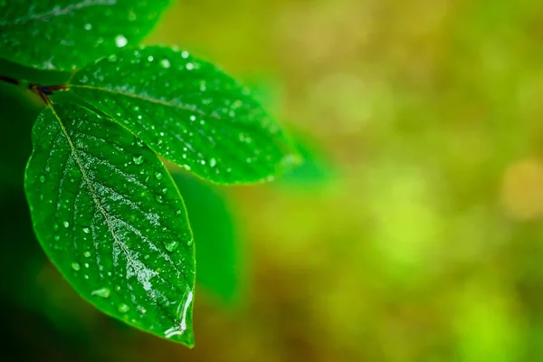 Влажные Весенние Листья Экологически Чистая Концепция — стоковое фото
