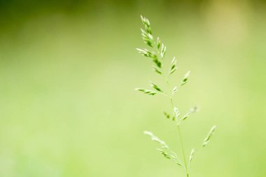 brigt bahar çimen - çevre dostu kavramı