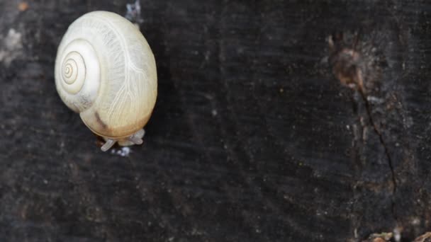 Pequeno Caracol Branco Saindo Concha — Vídeo de Stock