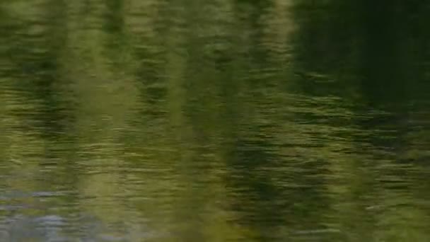 Aguas Verdes Tranquilas Pequeño Lago Campo — Vídeos de Stock