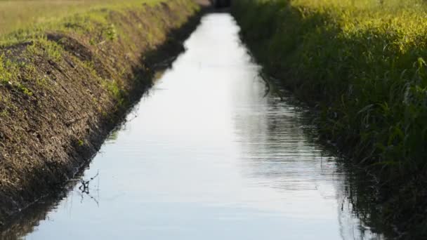 Gras Van Water Wind Platteland — Stockvideo