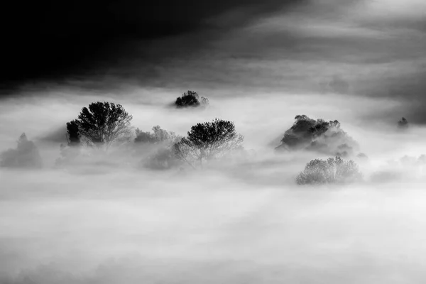 Arbres Dans Brouillard Photo Noir Blanc — Photo