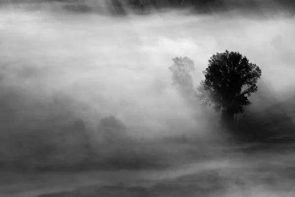 Bäume Nebel Schwarz Weiß Foto — Stockfoto