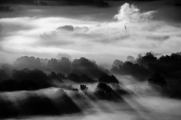 Arbres Dans Brouillard Photo Noir Blanc — Photo