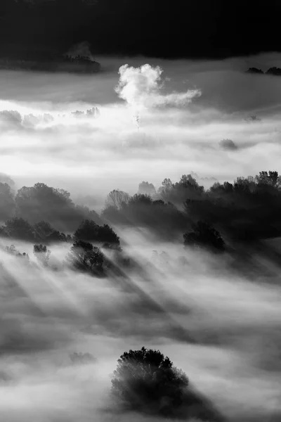 Árboles Niebla Foto Blanco Negro — Foto de Stock