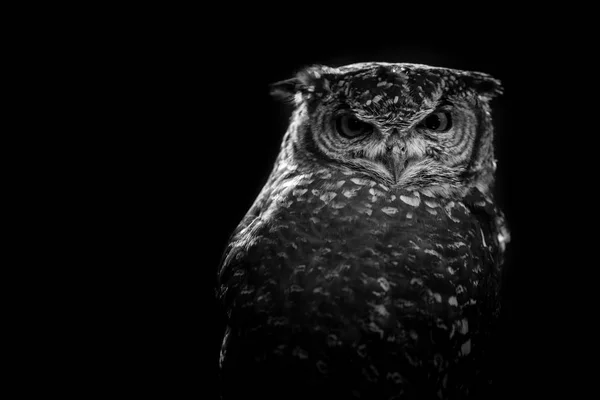 African Owl Black White Image — Stock Photo, Image