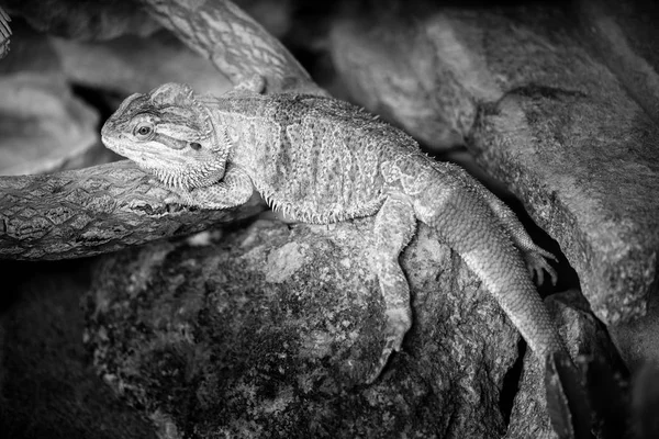 Pogona Imagem Preto Branco — Fotografia de Stock