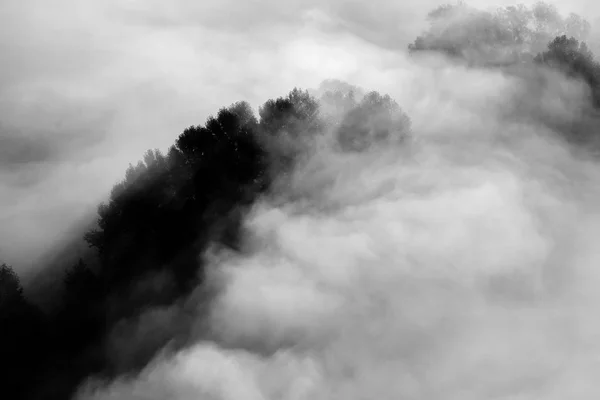 Дерева Тумані Чорно Біле Фото — стокове фото