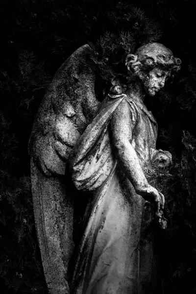 Angel Black White Image — Stock Photo, Image