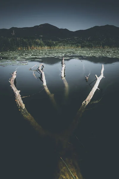 Rašeliniště Krajina Jarní Nálada Odbarvený Stylu Obrázku — Stock fotografie