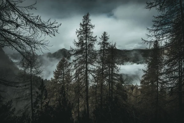 Paysage Lunatique Forêt Montagne Image Look Cinématographique — Photo