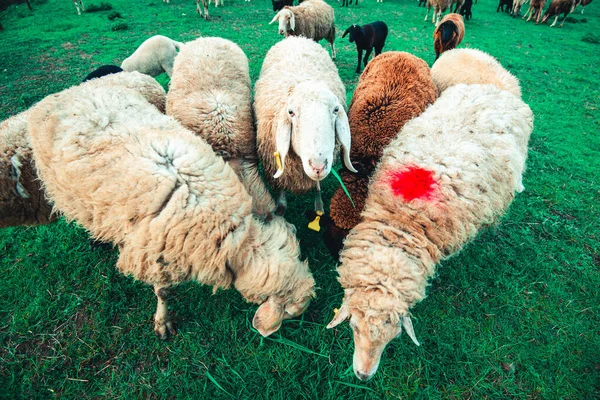 Pecore Che Alzano Testa Pascolo Gregge Campo Erba — Foto Stock