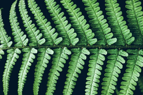 Lindas Folhas Samambaia Naturais Perfeitas Fundo Preto Conceito Natural Verde — Fotografia de Stock