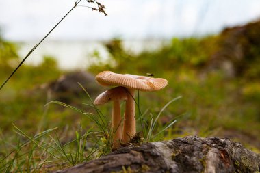 Baltık Denizi yakınındaki ormanda mantar