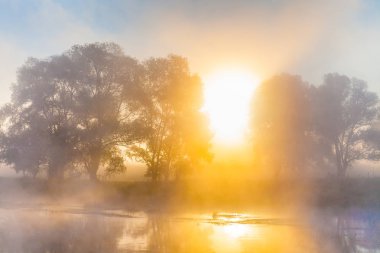 Misty dawn nehir ve orman üzerinde. Gizemli ağacı siluetleri