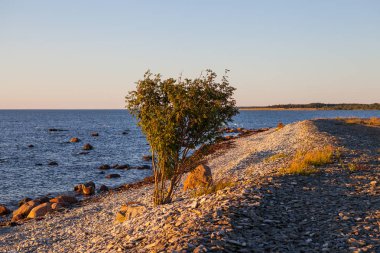 Gün batımında yeşil bush üzerinde çakıl ve Uçurumun kıyısında, Baltık Denizi