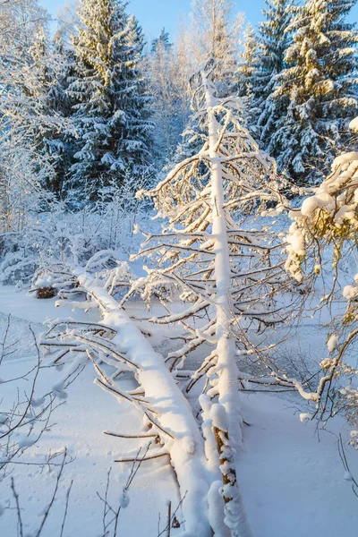 Winter wilder Wald über zugefrorenem Fluss viel Schnee — Stockfoto