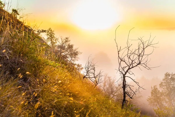 Neblige Dämmerung über dem Tal und dem Wald. Allein kleiner Baum — Stockfoto