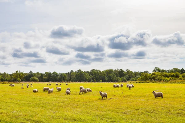Sheeps grazing in a beautiful meadow wth green grass, forest and cloudy sky — Stock Photo, Image
