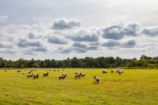 Sheeps grazing in a beautiful meadow wth green grass, forest and cloudy sky — Stock Photo, Image