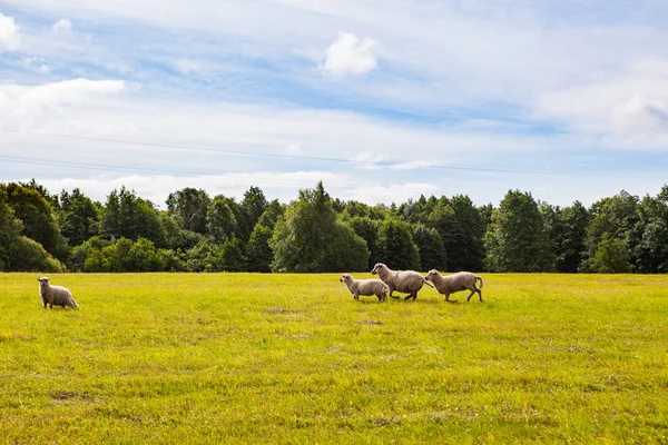 Sheeps grazing in a beautiful meadow wth green grass, forest and cloudy sky — Stock Photo, Image