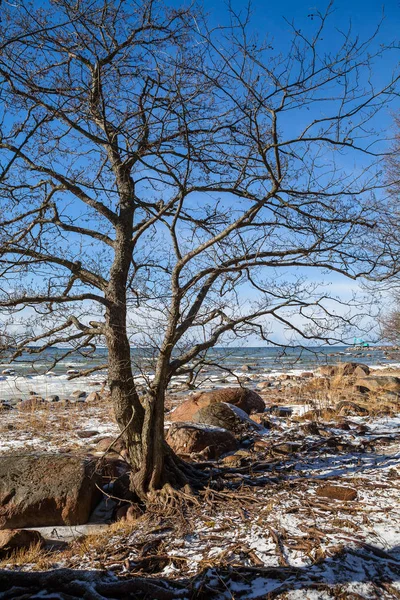 Ld アルダー木の根は、すべて土壌が波によって洗い流されている間にいくつかの大きな石の良いグリップを持っています。北ヨーロッパ、バルト海でエストニアの海岸で初期の春の日の撮影. — ストック写真