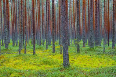 Yeşil çam ormanı. Düz şort Rythmes.