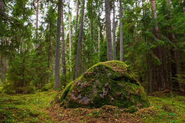 Πευκοδάσος με βρύα καλύπτονται βράχους. Lahemaa εθνικό πάρκο, Εσθονία — Φωτογραφία Αρχείου